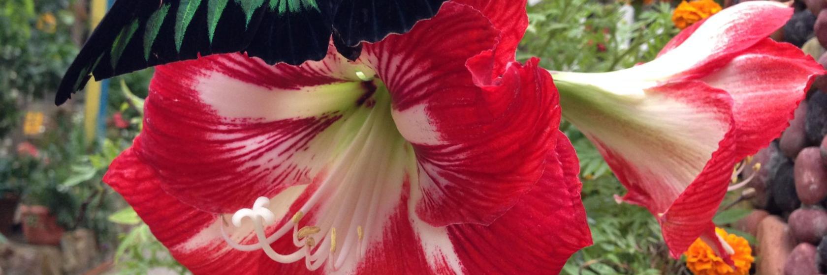 Cameron Highlands Butterfly Farm